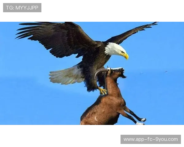 _老鹰凭借快速反击赢得比赛_，老鹰能赢吗